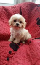 sumptuous Cavachon pups for sale Image eClassifieds4u 2