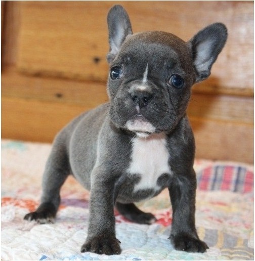 Playful French bulldog puppies Text: 901-401-8672 Image eClassifieds4u