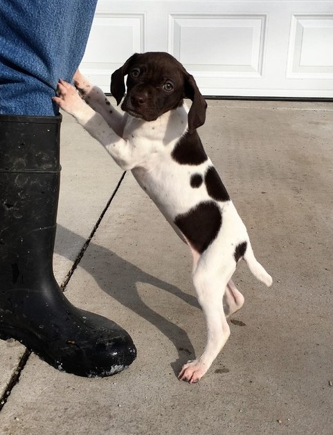stunning litters of German Shorthaired Pointer Puppies for Sale Image eClassifieds4u