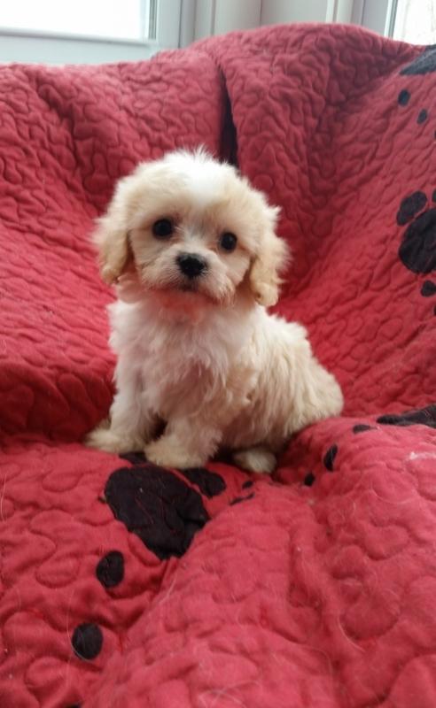sumptuous Cavachon pups for sale Image eClassifieds4u