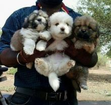 Male and Female Blue Eyed Siberian Husky Puppies Available