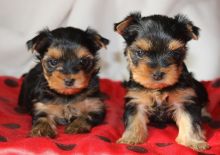 Yorkshire Terrier For Adoption//..amamdav.eroni.c.a@gmail.com