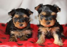 Yorkie puppies - $550//amamdav.ero.nica@gmail.com