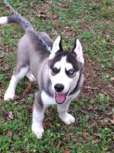 Siberian husky.(989) 683-0792