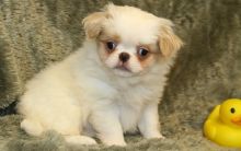 splendid Japanese Chin pups available for sale