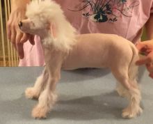 sumptuous Chinese Crested puppies for sale