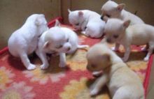 Top Class Smooth Coat chihuahua Puppies Available
