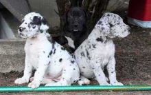 Two Great Danes one female one male, . From the same litter, so cannot be separated! Fenced in yard