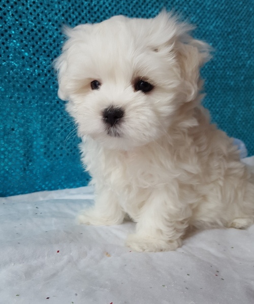 chugs (Mixed Breed) pups for pet lovers Image eClassifieds4u