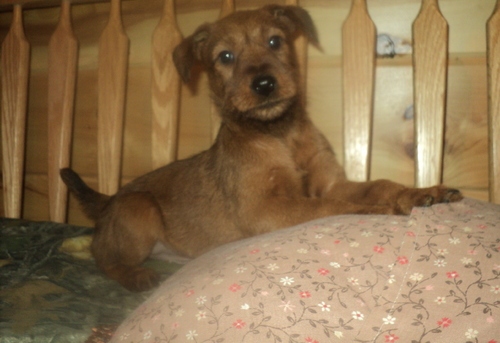 cute Irish Terrier pups for sale Image eClassifieds4u