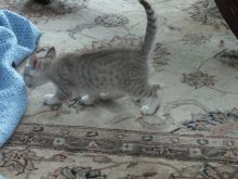 A Beautiful Female Burmilla Kittens For Sale email OR text at (402) 277-8914) or email us at meninad Image eClassifieds4u 1