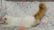 A Beautiful Female Burmilla Kittens For Sale email OR text at (402) 277-8914) or email us at meninad Image eClassifieds4u 2