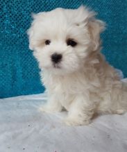 chugs (Mixed Breed) pups for pet lovers Image eClassifieds4U