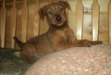 cute Irish Terrier pups for sale Image eClassifieds4U