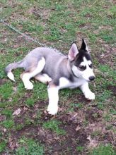 Siberian husky.(989) 683-0792 Image eClassifieds4u 2