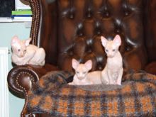 sphynx kittens ready now. Image eClassifieds4U