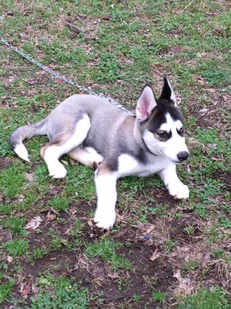 Siberian husky.(989) 683-0792 Image eClassifieds4u
