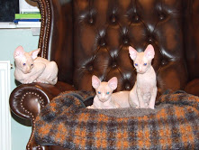 sphynx kittens ready now. Image eClassifieds4u