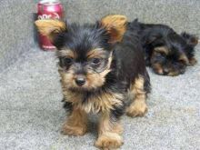 1 female yorkie and 2 male yorkie puppies
