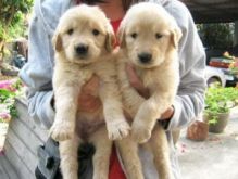 Two Golden Retriever Puppies//amamdaver.onica@gmail.com