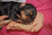 Extra Small CKC Registered Yorkies/amamd.aver.onica@gmail.com
