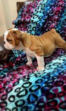 Ckc registered English Bulldog puppies available for a caring home