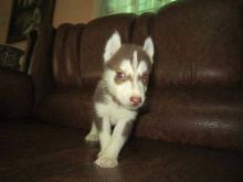 Free 2 female and 1 male Siberian Husky puppies