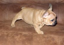 Gorgeous French Bulldog Puppies for a caring home