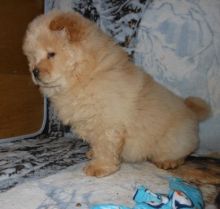 HEALTHY CHOW CHOW PUPPIES FOR SALE