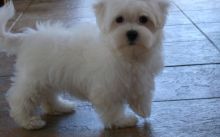 Healthy Maltese Puppies Available for sale