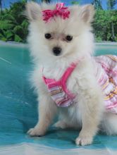 Priceless Pomeranian Puppies available for a caring home