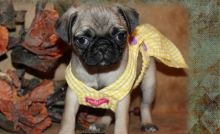 stunning litter of pug pups for sale