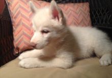 Sweet Siberian Husky Puppies for sale to a caring home