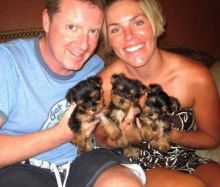 Tiny teacup Yorkie puppies.