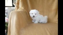 Two Friendly Maltese Puppies