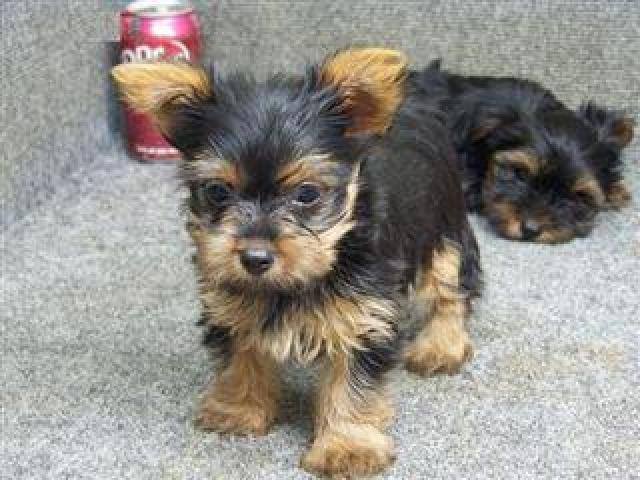 CKC Yorkie Puppies Image eClassifieds4u