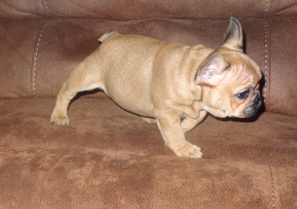 Gorgeous French Bulldog Puppies for a caring home Image eClassifieds4u