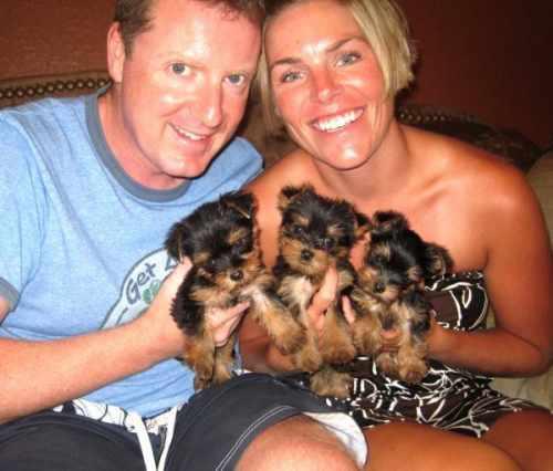 Kids loving Yorkie puppies . Image eClassifieds4u