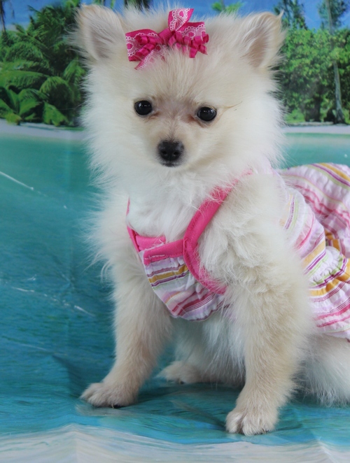 Priceless Pomeranian Puppies available for a caring home Image eClassifieds4u