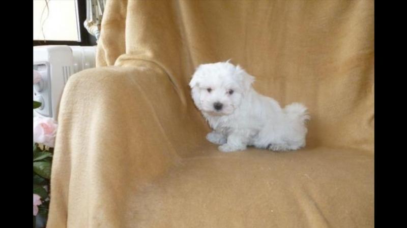 Two Friendly Maltese Puppies Image eClassifieds4u