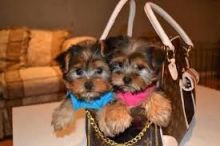 12 weeks old registered Male and female yorkie puppies ready for adoption