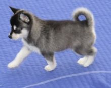 Cute and Adorable Siberian Husky Puppies/a.mamdavero.nica@gmail.com