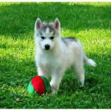 Well Trained Siberian Husky Pups for Adoption//ama.mdavero.nica@gmail.com