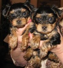 Female Micro AKC Yorkshire Terrier puppy//amamdaveroni.ca@gmail.com