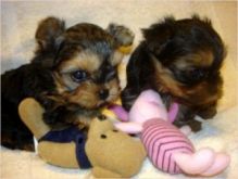 Yorkshire Terrier Puppies for Adoption//amamdaveroni.ca@gmail.com