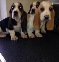 Basset Hound puppies for sale