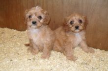 bfca Goergeous Talented Male and Female Cavapoo puppies