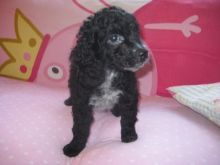 intelligent, Feisty and magic M/F Cockapoo puppies