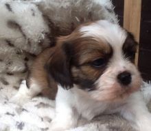 lovable and magic..M & F Cava-tzu puppies ready