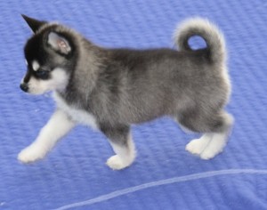 Excellent Blue Eyes Siberian Huskies Pups For Sale/ama.mdavero.nica@gmail.com Image eClassifieds4u